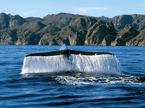balene azzurre baia loreto messico
